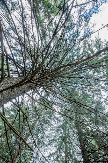 Low angle shot of a tall tree with branches and green leaves during daylight -perfect for wallpaper