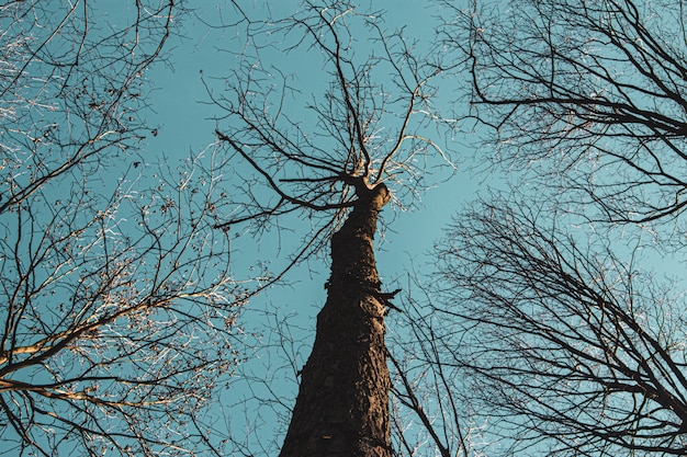 昼間の青い空を背景に背の高い木のローアングルショット