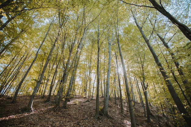 Низкий угол обзора высоких деревьев в лесу под солнечным светом