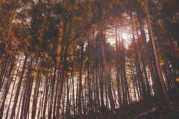 Low angle shot of tall trees with colorful leaves in San Valentino in the evening