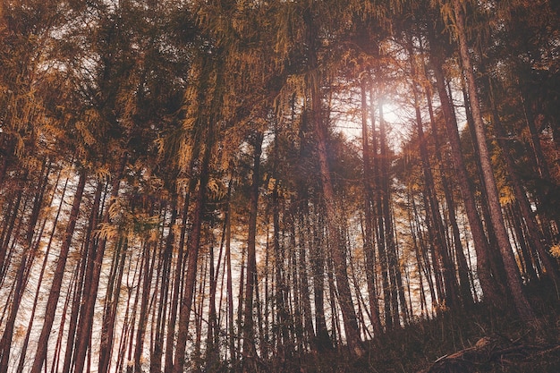 Low angle shot of tall trees with colorful leaves in San Valentino in the evening