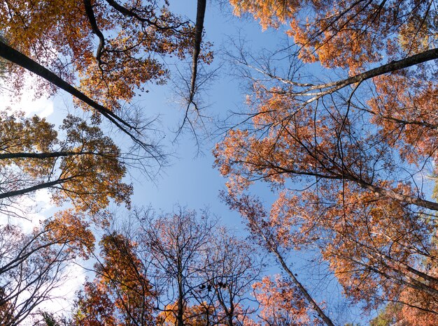 Low angle shot of tall trees with leaves in fall colors in the forest under a blue sky