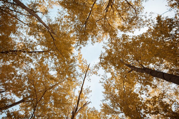 Низкий угол выстрела высоких желтых лиственных деревьев с облачным небом
