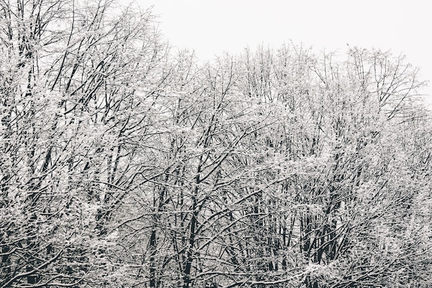 Low angle shot of the tree branches completely covered with snow