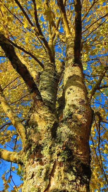 Low angle shot of a tree trunk with yellow autumn leaves against a blue sky