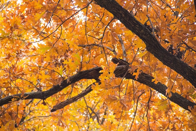 Low angle shot of a tree with yellow leaves