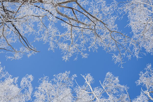 Low angle shot of trees covered with snow with a clear blue sky in the background