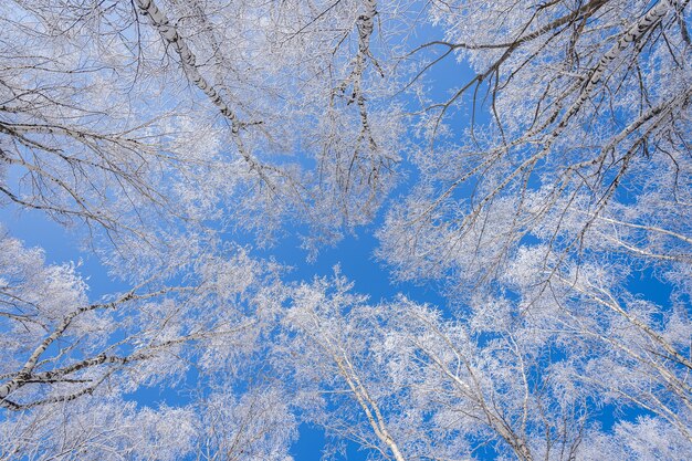 백그라운드에서 맑고 푸른 하늘이 눈으로 덮여 나무의 낮은 각도 샷