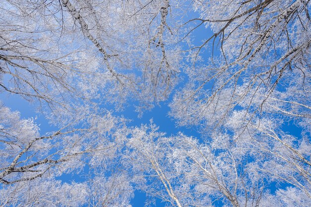 澄んだ青い空を背景に雪に覆われた木のローアングルショット