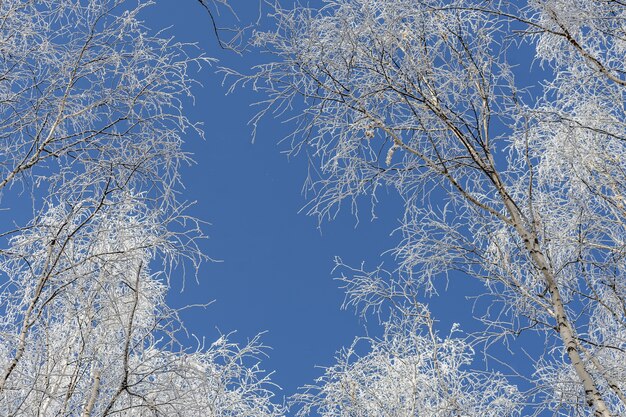 Foto gratuita inquadratura dal basso di alberi coperti di neve con un cielo blu chiaro