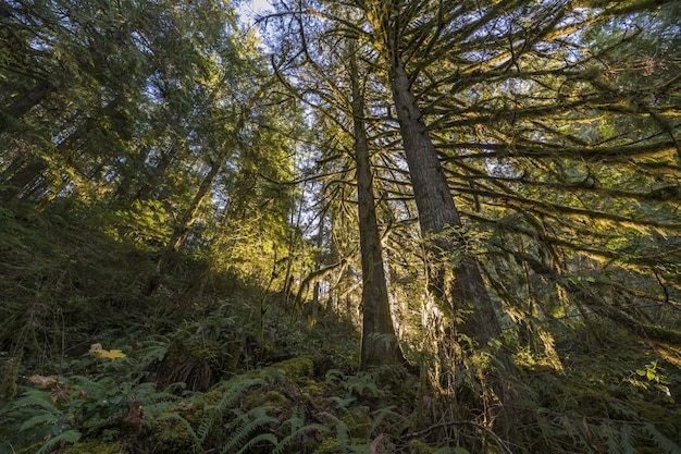 Free photo low angle shot of trees in a forest