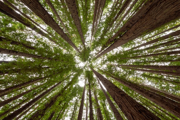 Low angle shot of the trees in a redwood forest