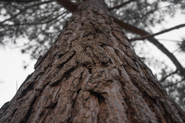 Low-angle shot of the trunk of an old tree against the blue sky