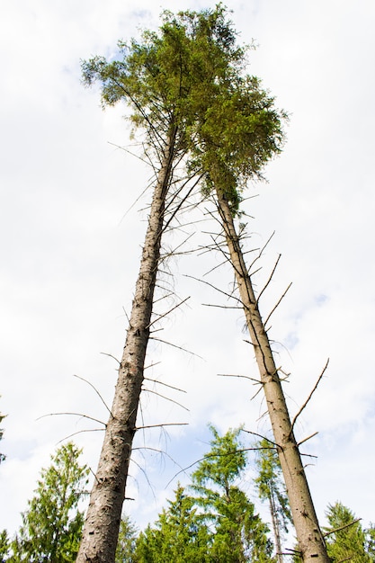 Foto gratuita inquadratura dal basso di due alberi ad alto fusto in un cielo nuvoloso bianco in background