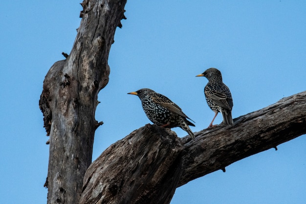 Free photo low angle shot of two red-winged blackbirds perched on a tree branch