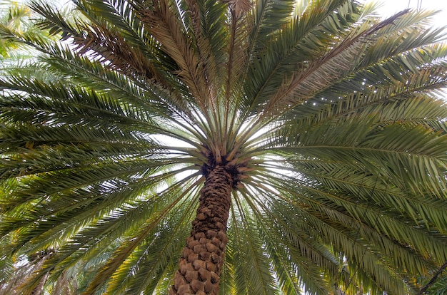 Low angle shot of a wide tall green palm tree