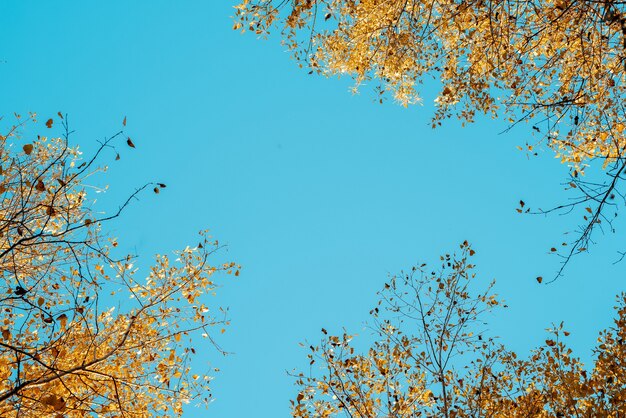 背景に青い空と黄色の葉の木のローアングルショット