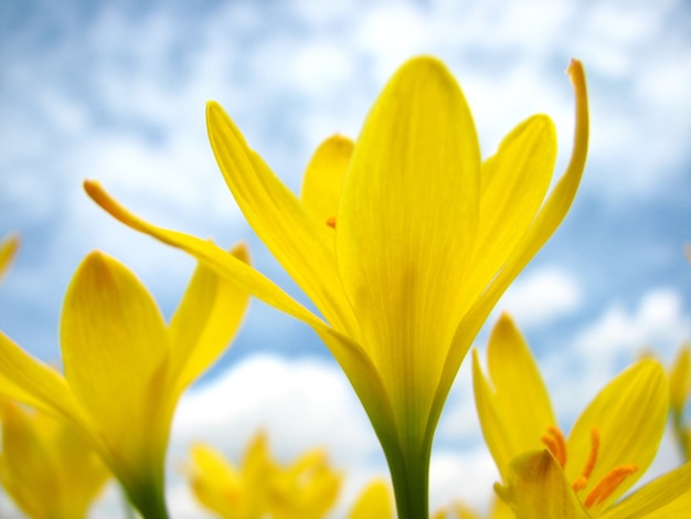 Low angle shot of yellow lilies on a sky scene
