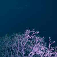 Foto gratuita albero di angolo basso con il fondo di notte stellata