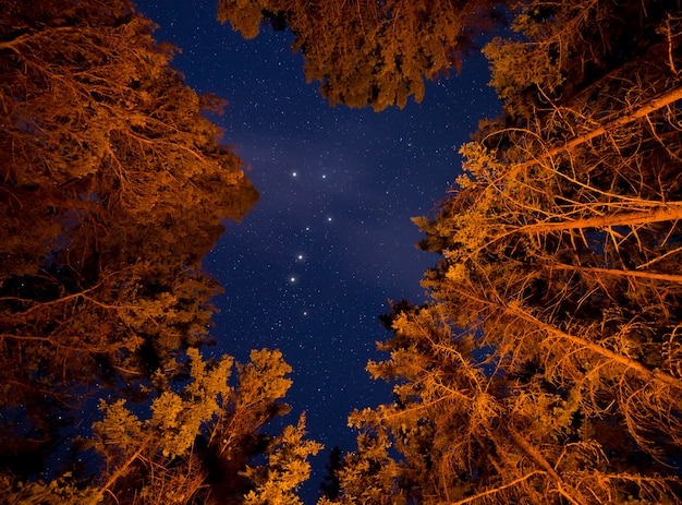 Низкий угол деревьев