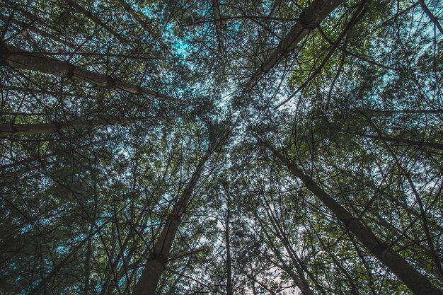 Low angle upshot of beautiful canopy trees in a forest