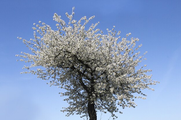 Low angle view of an apricot blossom under the sunlight and a blue sky