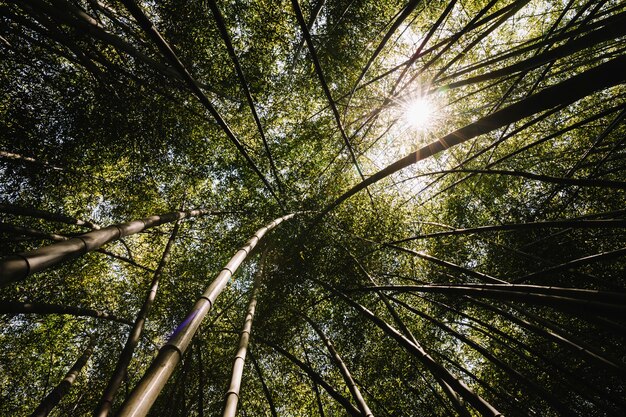 Low angle view of bamboo grove