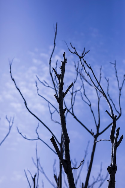 Low angle view of bare tree against sky