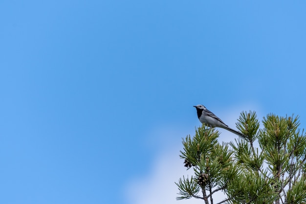 Low angle view of a black-backed wagtail standing on a pine branch under the sunlight