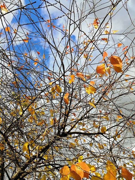 Low angle view of colorful leaves on tree branches under the sunlight and a cloudy sky