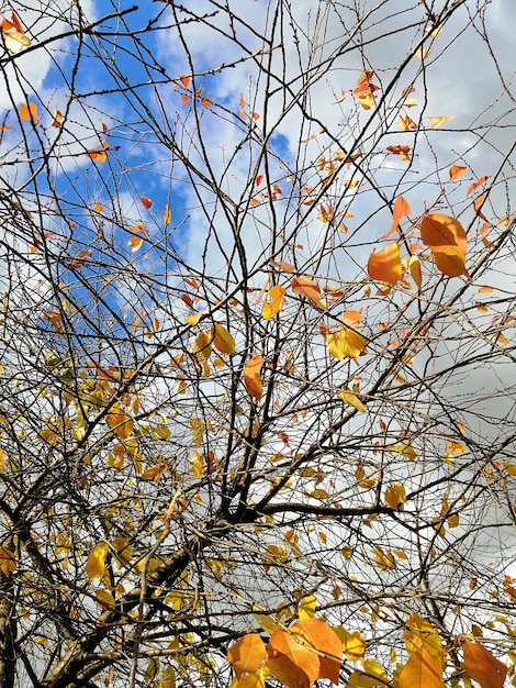 Low angle view of colorful leaves on tree branches under the sunlight and a cloudy sky