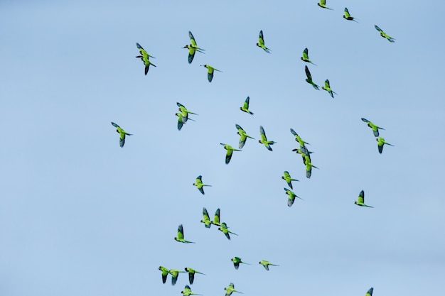 昼間に青い空を飛んでいる鳥の群れの低角度のビュー