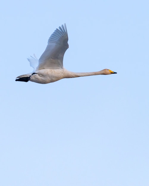 Low angle view of a flying whooper swan under the sunlight and a blue sky