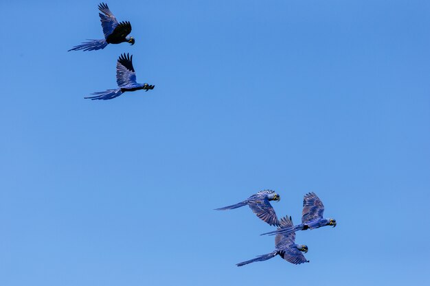 Low angle view of hyacinth macaws flying in the blue sky at daytime