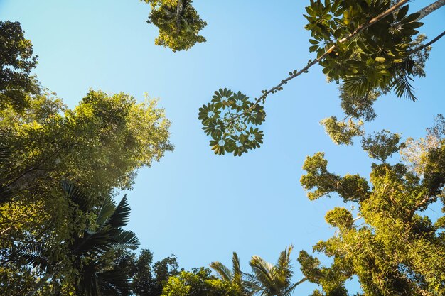 Low angle view of leaves on tree branches in a garden under the sunlight