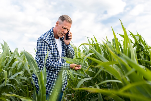 Low angle view man inspecting a corn leaf