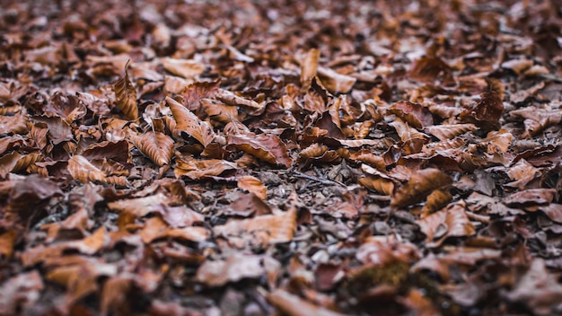가을에 나무 막대기와 섞인 땅에 있는 진흙 투성이의 노란 잎의 낮은 각도 보기