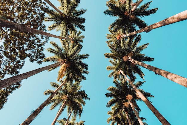 Бесплатное фото Низкий угол обзора пальм под солнечным светом и голубым небом в рио-де-жанейро