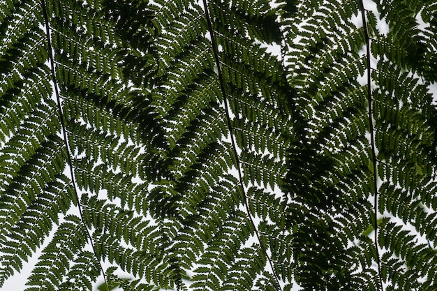 Free photo low angle view of ostrich fern leaves on the branches under sunlight