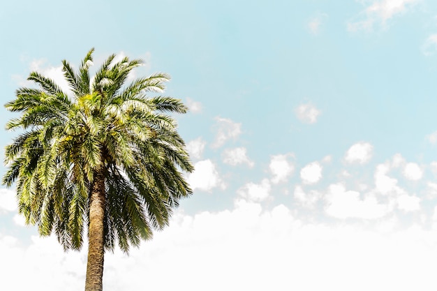 Low angle view of a palm tree against blue sky