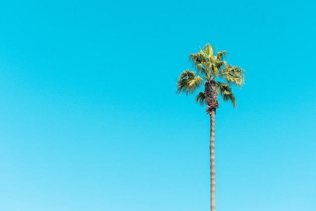 Low angle view of palm trees under a blue sky and sunlight during daytime