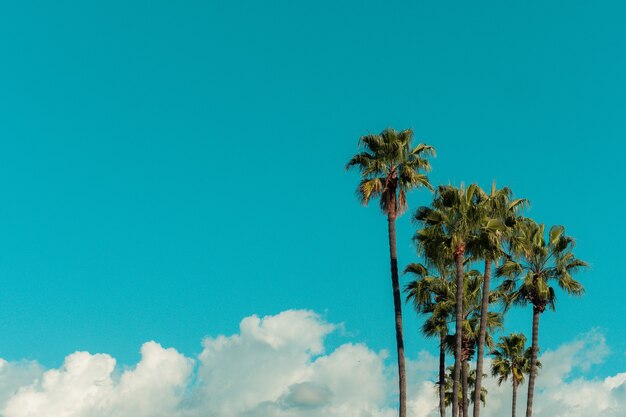 Low angle view of palm trees under a blue sky and sunlight during daytime