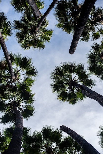 Low angle view of palm trees under a cloudy sky and sunlight