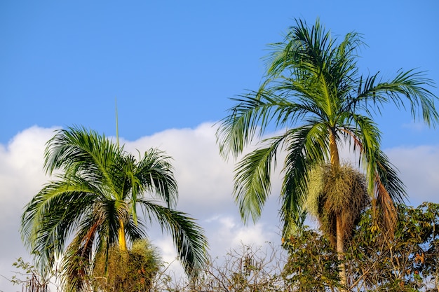 Low angle view of palm trees under the sunlight and a blue sky at daytime