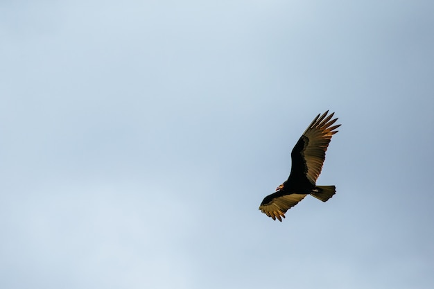 Low angle view of a Red-tailed hawk flying in the sky under the sunlight