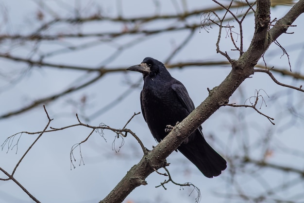 Free photo low angle view of a rook standing on a tree branch