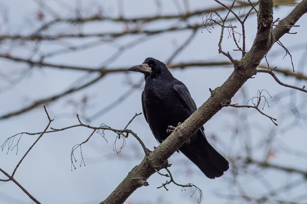 Low angle view of a rook standing on a tree branch