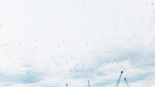 Low angle view of seagulls flying in the sky