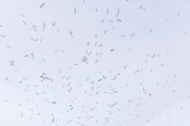 Low angle view of seagulls flying in sky