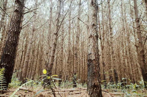 Foto gratuita inquadratura dal basso di una foresta con alberi ad alto fusto